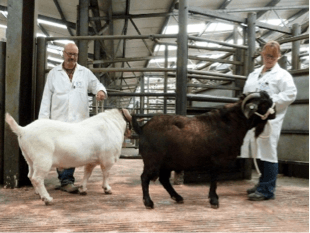 Scottish Goat Federation : Culduthel Show