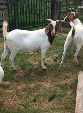 Various Folly Meadow Goats, Hertfordshire