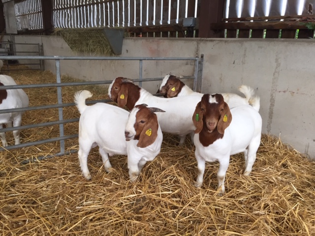 Morley Boer Goats Buck Kids