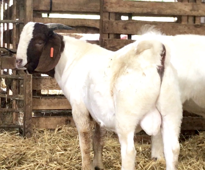 Boer Buck Kid