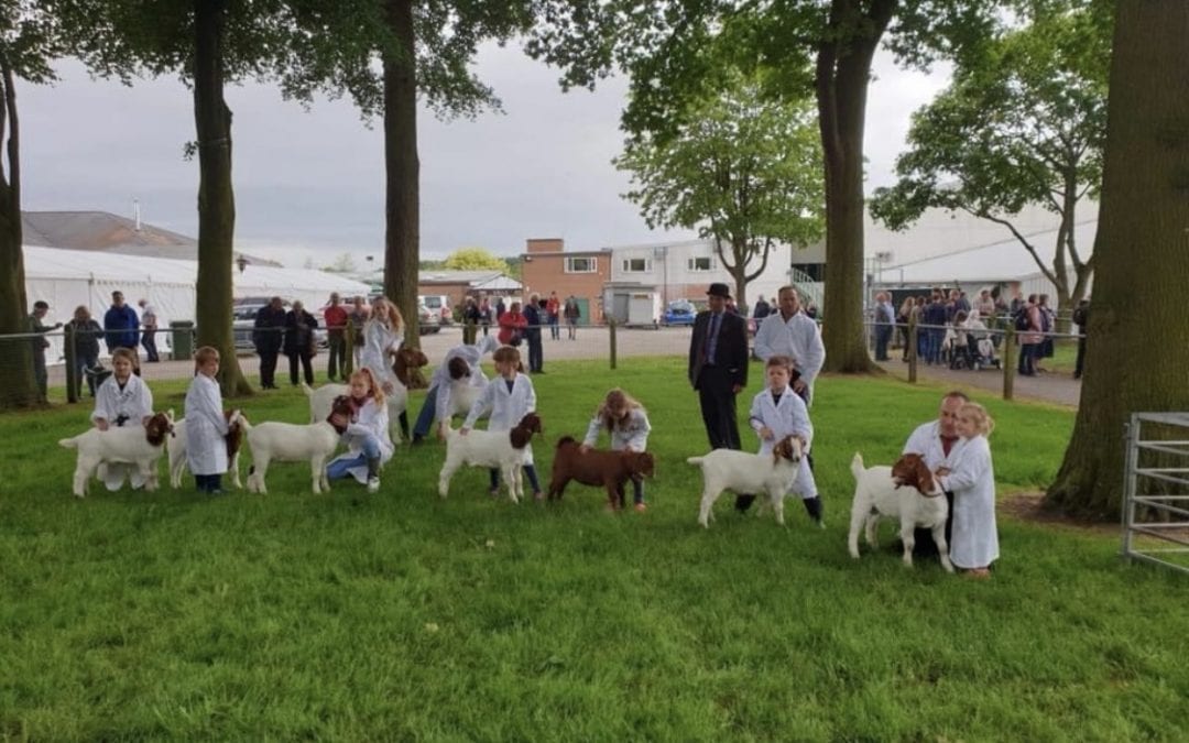 Brtish Boer Goat Society Show 2021