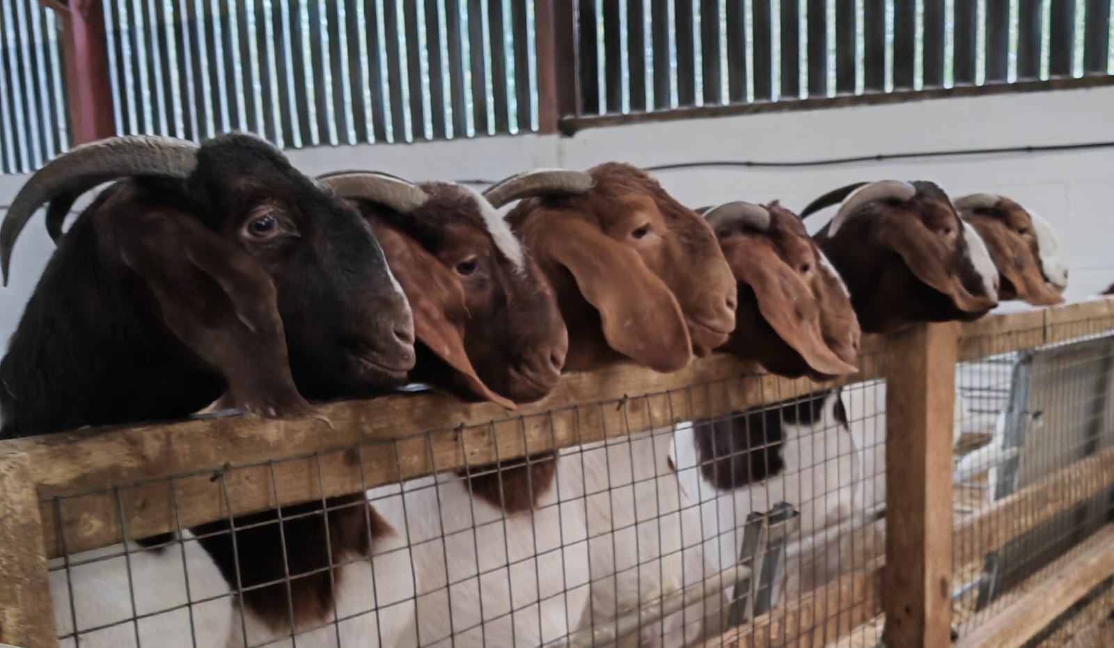 british boer goat society hero image