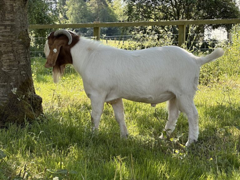 Hornets Boer Goats 